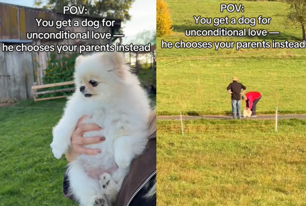 真心換絕情!飼主深情抱抱 博美犬卻秒飛奔到「阿公阿嬤」身邊。(圖/翻攝自TikTok/wolleundweide)