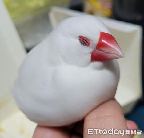 ▲。(圖/Threads@mo._.xu提供,請勿隨意翻拍,以免侵權。)