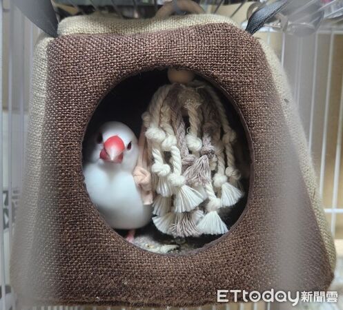 ▲。(圖/Threads@mo._.xu提供,請勿隨意翻拍,以免侵權。)