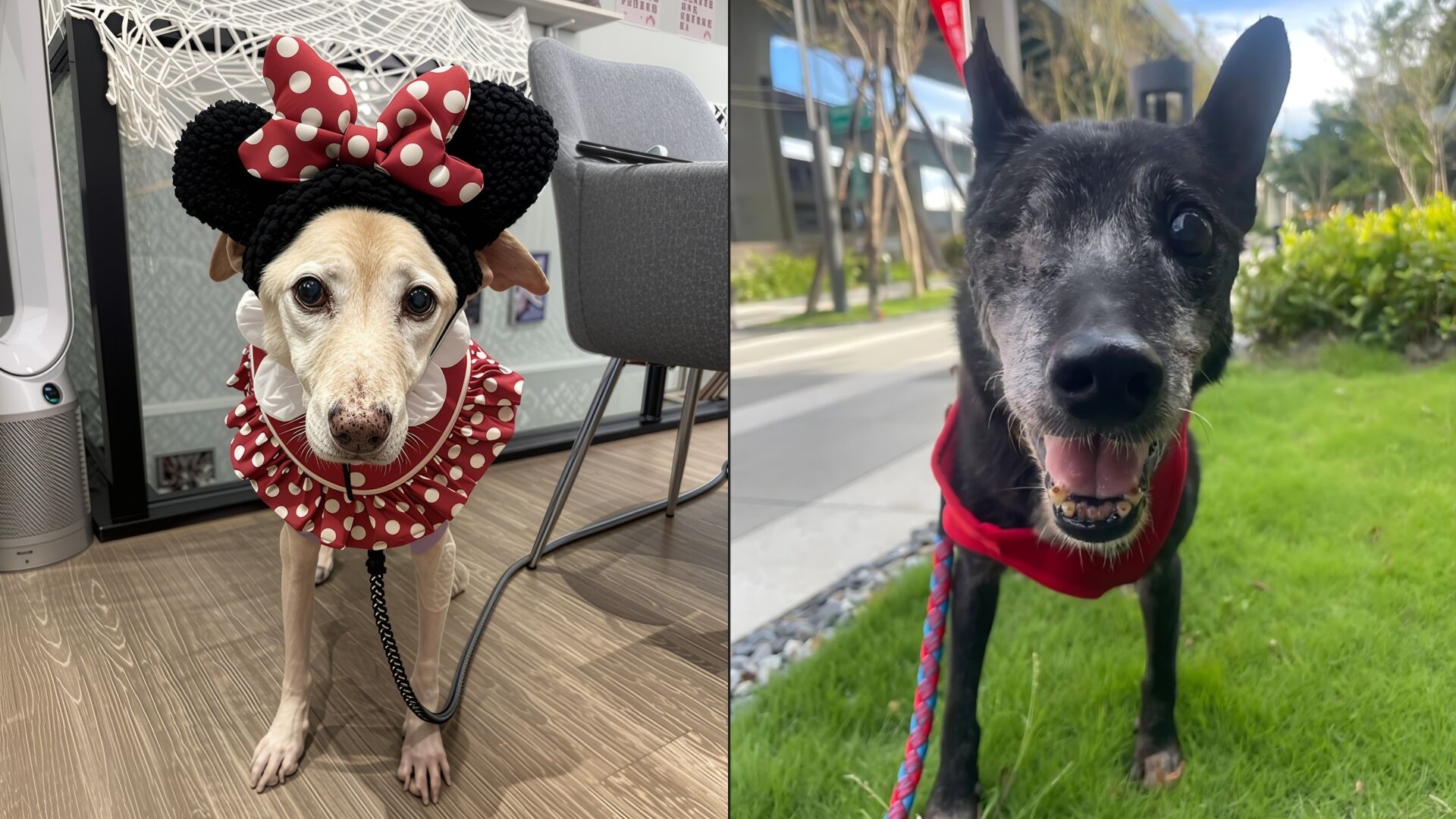 ▲新北動保處強化認養醫療支援。(圖/新北市動保處提供)