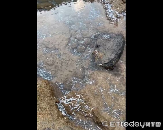 ▲▼▲「新滬」滿滿都是丁香魚。(圖/記者陳洋翻攝)
