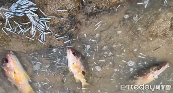 ▲▼▲「新滬」滿滿都是丁香魚。(圖/記者陳洋翻攝)