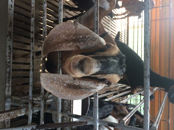 ▲▼農業部警示,人畜傳染病「類鼻疽」可能在水災後發生,病毒常存活於積水與泥沙中。(圖/農業部)