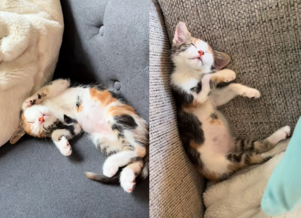 中途貓妹回收容所,原住貓焦急尋找。(圖/翻攝自Tiktok@gilbrideolivia)