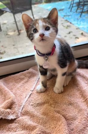 中途貓妹回收容所,原住貓焦急尋找。(圖/翻攝自Tiktok@gilbrideolivia)