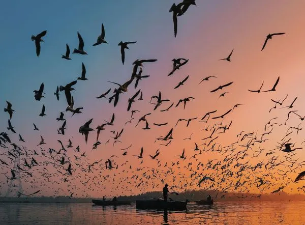 學者警告,若鳥類遷徙模式持續被打亂,恐引發人類社會連鎖危機。(示意圖,Pexels)