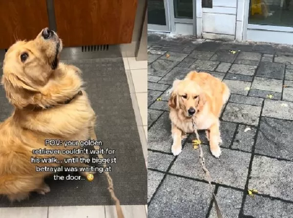 ▲。(圖/翻攝自TikTok/@laurenandcody)