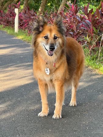 ▲▼待如親生女兒!楊懷民毛孩突病逝 淚曝最後互動。(圖/翻攝自臉書)