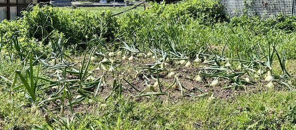 ▲▼日本島根隱岐島美食「Chez SAWA」,隱世小島隱世之味。(圖/部落客小虎提供)