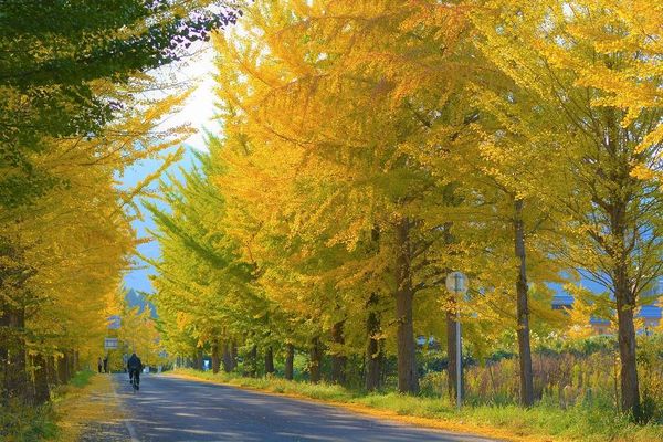 ▲▼城崎溫泉周邊賞楓景點。(圖/豐岡市台灣推廣事務所提供)