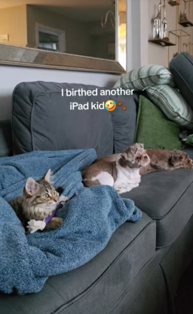 貓咪看到剃毛狗狗嚇到炸毛。(圖/翻攝自Tiktok@keeshlife)