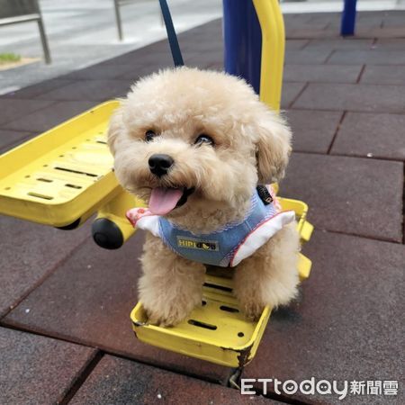 狗狗開腿討摸。(圖/Threads@beabeathepoodle提供)