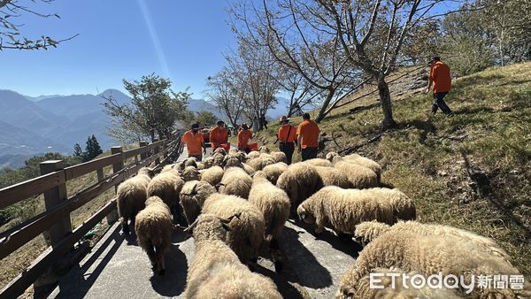 ▲首屆「雲嶺奔羊會」登場,萬羊奔馳嗨翻清境高山草原。(圖/清境農場提供)