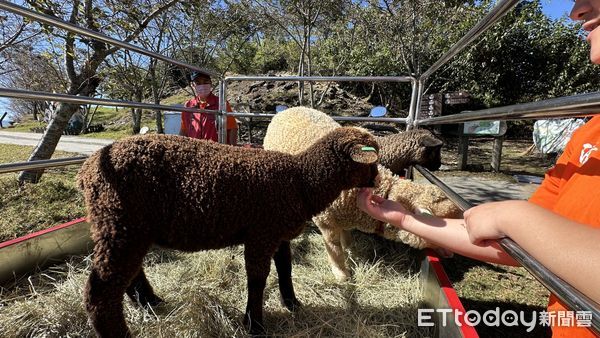 ▲首屆「雲嶺奔羊會」登場,萬羊奔馳嗨翻清境高山草原。(圖/清境農場提供)