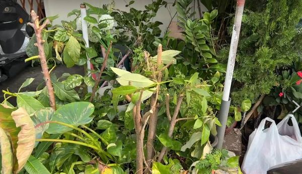 ▲彰化小吃店與泰國料理店發生口角衝突。(圖/民眾提供)