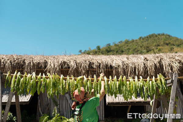 ▲▼體驗當地布農族婦女醃漬酸菜。(圖/縱管處提供,下同)