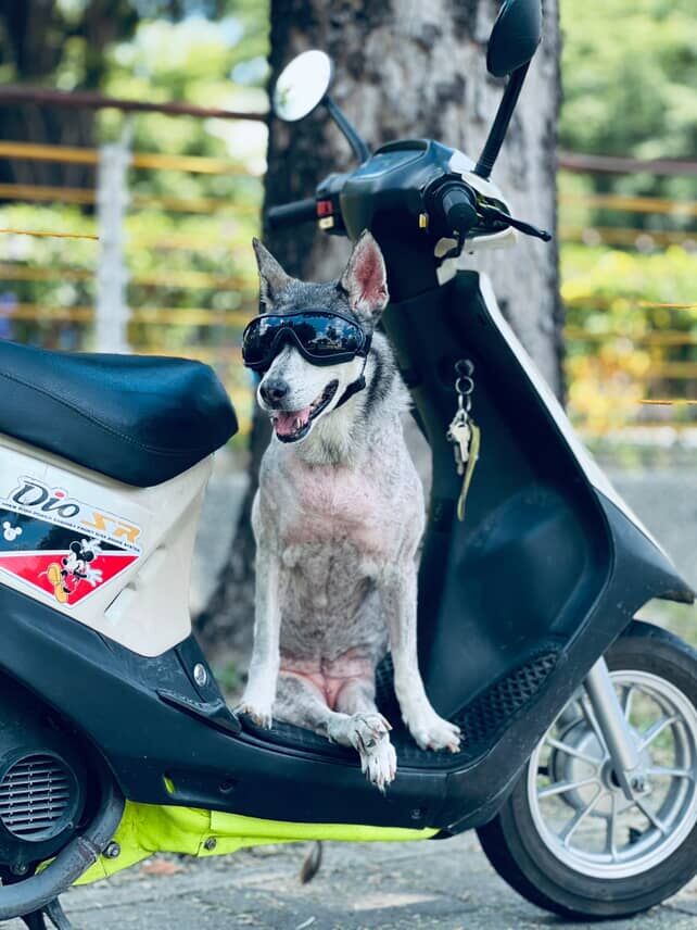 ▲鄰搬家棄養!浪汪下身癱瘓 收養十年不停旅行:讓牠也能感受世界。(圖/小花黑金就是「黃hanajin」提供,請勿隨意翻拍,以免侵權。)
