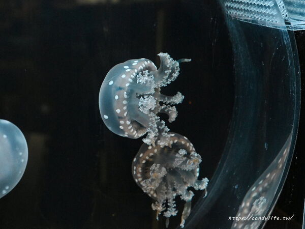 ▲▼噓。咖啡 Shhhhh…cafe n bar。(圖/部落客糖糖`s 享食生活授權提供)