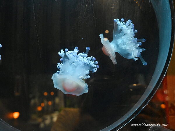 ▲▼噓。咖啡 Shhhhh…cafe n bar。(圖/部落客糖糖`s 享食生活授權提供)