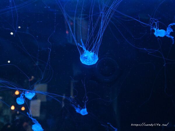 ▲▼噓。咖啡 Shhhhh…cafe n bar。(圖/部落客糖糖`s 享食生活授權提供)