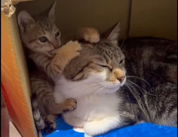 ▲新北水溝深處傳微弱貓鳴。(圖/新北市動保處提供)