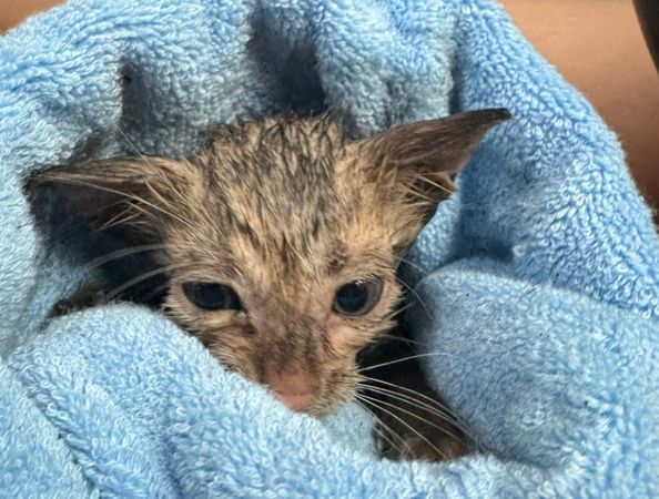 ▲新北水溝深處傳微弱貓鳴。(圖/新北市動保處提供)