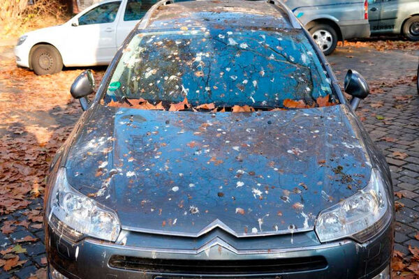 近三成車主認為愛車遭鳥類針對,鳥糞造成的維修與清潔成本不容忽視。