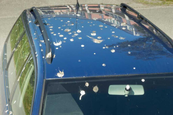 調查顯示,棕色、紅色與黑色車輛最常遭鳥類排泄物攻擊。