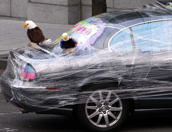 鳥類具備紫外線感知能力,特定車色在牠們眼中格外明顯。