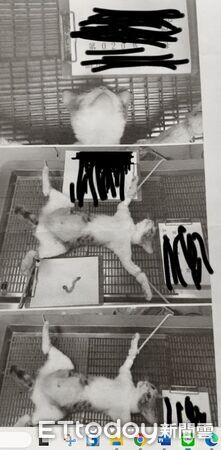 ▲市議員余柷青質疑動保處取消術前全身照規定,恐讓「假結紮真詐財」再現。(記者林東良翻攝,下同)