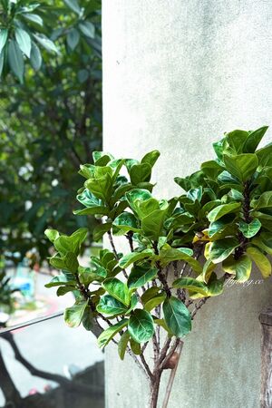 ▲▼台中西區老宅改建早午餐店「田樂小公園店」,坐擁公園綠意美景。(圖/部落客飛天璇提供)