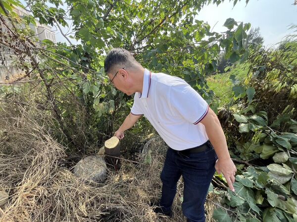 ▲鹿港公所8棵大葉欖仁樹慘遭斷頭。(圖/鹿港公所提供)