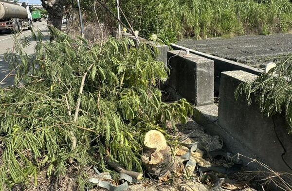 ▲鹿港公所8棵大葉欖仁樹慘遭斷頭。(圖/鹿港公所提供)