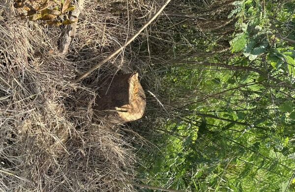 ▲鹿港公所8棵大葉欖仁樹慘遭斷頭。(圖/鹿港公所提供)