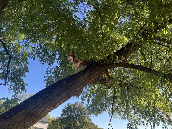 ▲。(圖/翻攝自Facebook/Fort Wayne Animal Care & Control )