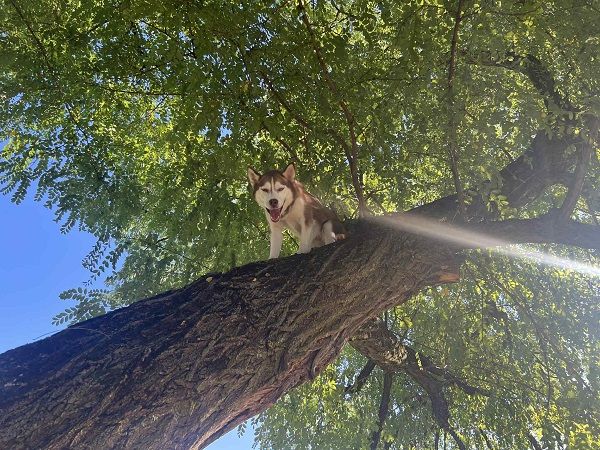 ▲。(圖/翻攝自Facebook/Fort Wayne Animal Care & Control )