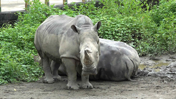 ▲(圖/臺北市立動物園提供)