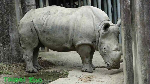 ▲(圖/臺北市立動物園提供)
