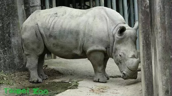 ▲(圖/臺北市立動物園提供)