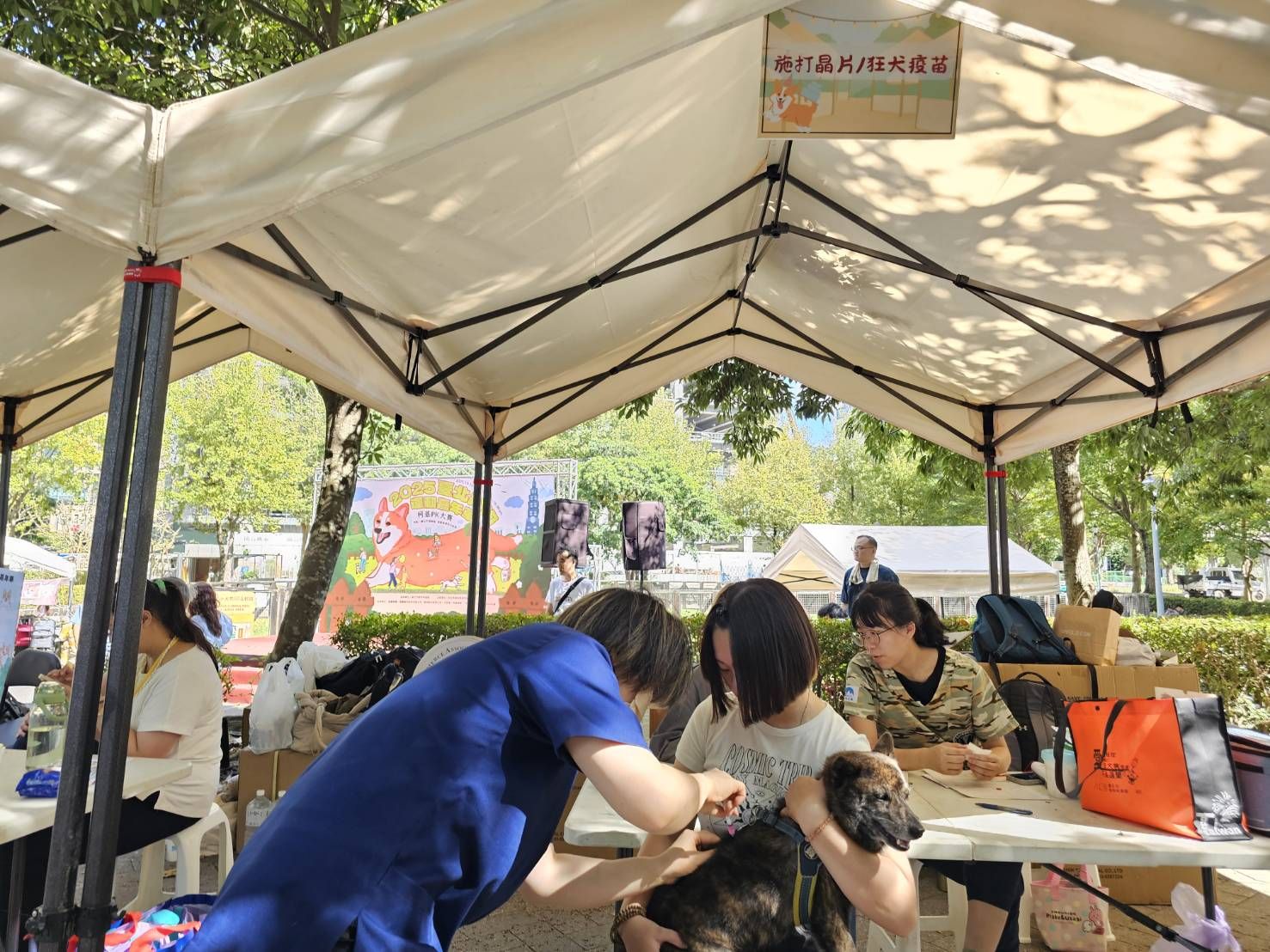 ▲2025台北狗狗運動嘉年華 「20隻柯基」PK大賽!小短腿跑超快(圖/台北市動物保護處提供,請勿隨意翻拍,以免侵權。)