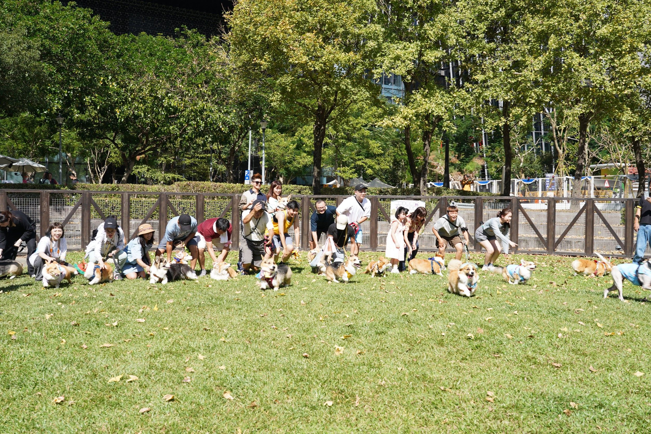 ▲2025台北狗狗運動嘉年華 「20隻柯基」PK大賽!小短腿跑超快(圖/台北市動物保護處提供,請勿隨意翻拍,以免侵權。)