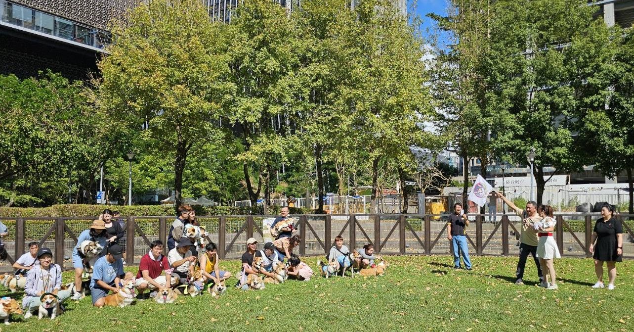 ▲2025台北狗狗運動嘉年華 「20隻柯基」PK大賽!小短腿跑超快(圖/台北市動物保護處提供,請勿隨意翻拍,以免侵權。)