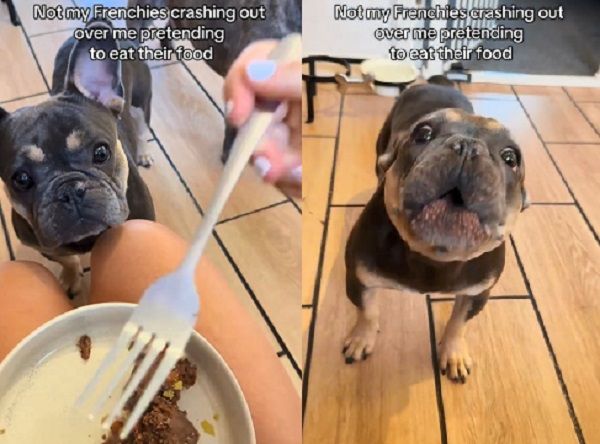 ▲。(圖/翻攝自TikTok/@reo.rolo.the.frenchies)