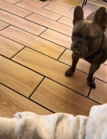 ▲。(圖/翻攝自TikTok/@reo.rolo.the.frenchies)