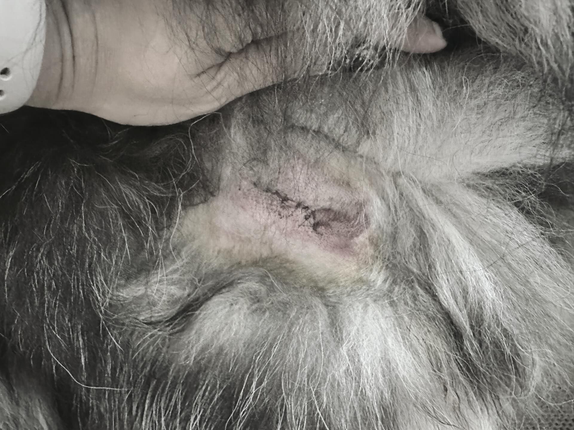 雪橇犬遭比特犬咬。(圖/翻攝自Threads@melvin_m0719)