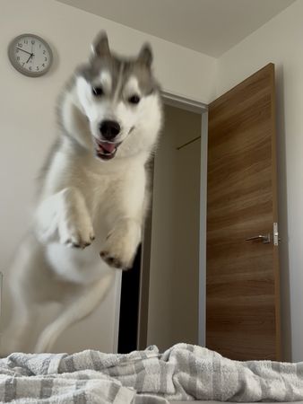 ▲。(圖/翻攝自X/@husky_0319)