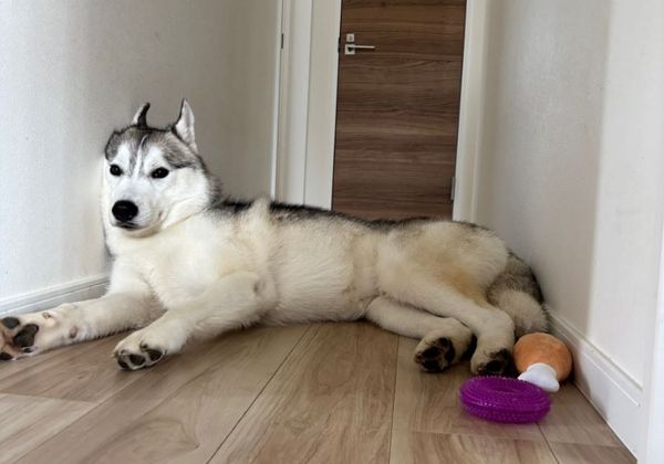 ▲。(圖/翻攝自X/@husky_0319)