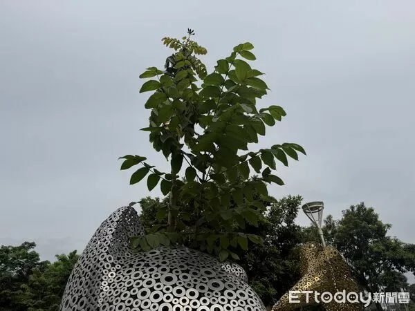 ▲火焰木從「幸福召喚」貓造型裝置頭頂竄出,形成罕見生命共生景象。(記者林東良翻攝,下同)