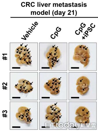 ▲▼ 大腸癌疫苗 。(圖/魏子堂副教授提供)