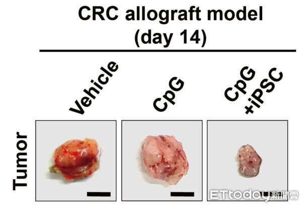 ▲▼ 大腸癌疫苗 。(圖/魏子堂副教授提供)